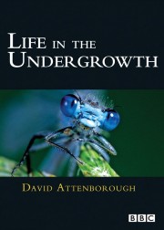 watch Life in the Undergrowth free online