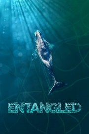 watch Entangled: The Race to Save Right Whales from Extinction free online