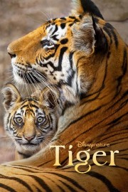 watch Tiger free online