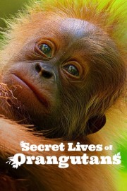 watch Secret Lives of Orangutans free online