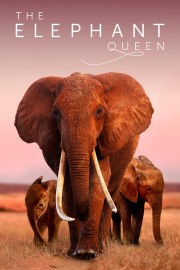 watch The Elephant Queen free online